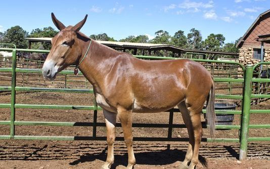 Mule Male Donkey Female Horse Animal Hybrid Animal Mule Male Donkey Female Horse Animal Hybrid Animal
