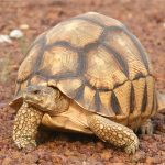 Ploughshare Tortoise