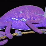 Camouflaging Chameleons