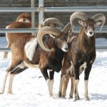 Mouflon, Large Curved Horns