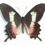 Parides Burchellanus Butterfly