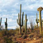 Saguaro-Cactus