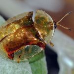 Golden Tortoise Beetle Golden Tortoise Beetle