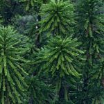 Wollemi Pine Tree