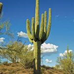 Saguaro-Cactus