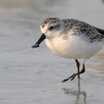 Spoon Billed Sandpiper