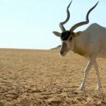 Addax With long Twisted Horns