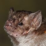 Common Vampire Bat