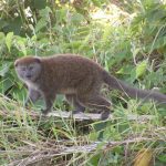 Durrell’s Vontsira