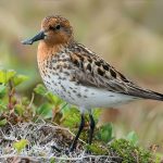 Spoon Billed Sandpiper