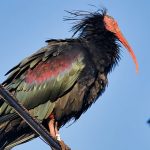 Bald Ibis From The North