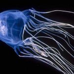 Box Jelly Fish