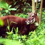 saola-antelope