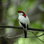 Araripe Manakin Bird