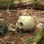 The-haunted-forest Aokigahara , Japan