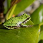 Pacific Tree Frog