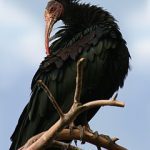 Bald Ibis From The North