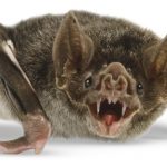 Common Vampire Bat