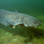 Wels Catfish - sheatfish