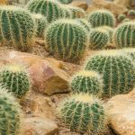 Barrel Cactus
