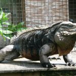 Rock Iguana lizard