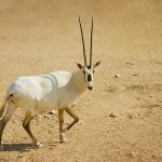 Oryx, Largest Antelope