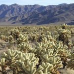 Jumping Cholla