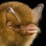 Cuba’s Greater Funnel-Eared Bat