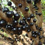 Fruits : Jabuticaba