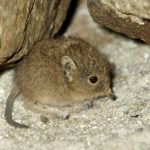 Nelson’s Small Eared Shrew