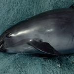 Vaquita