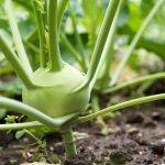 Kohlrabi