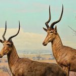 Hirola-Antelope