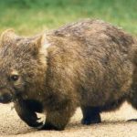 Northern Hairy Nosed Wombat