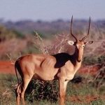 Hirola-Antelope