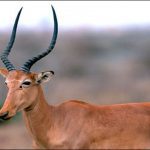 Hirola-Antelope