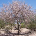 Desert Ironwood