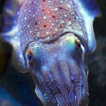 Camouflaging Cuttlefish