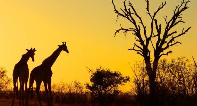 Kruger National Park (South Africa)