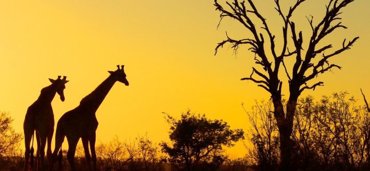 Kruger National Park (South Africa)