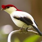 Araripe Manakin Bird