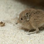 Nelson’s Small Eared Shrew