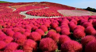 Hitachi Seaside Park, Japan
