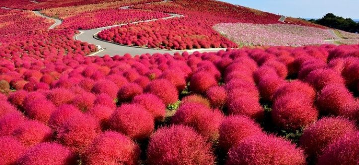 Hitachi Seaside Park, Japan