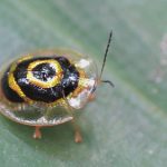 Golden Tortoise Beetle Golden Tortoise Beetle