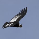 Andean Condor – 15000 feet