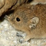 Nelson’s Small Eared Shrew
