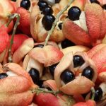 Fruits : Ackee