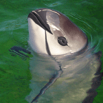 Vaquita