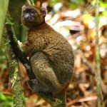 Madagascar’s Greater Bamboo Lemur